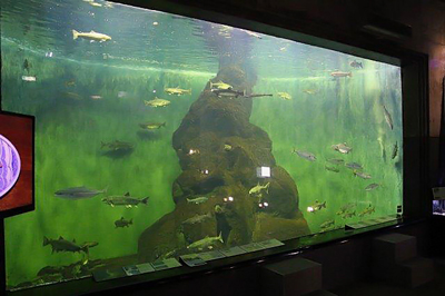 Shibetsu Salmon Museum
