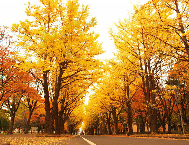 悠悠北海道推薦的賞紅葉景點　網站開通